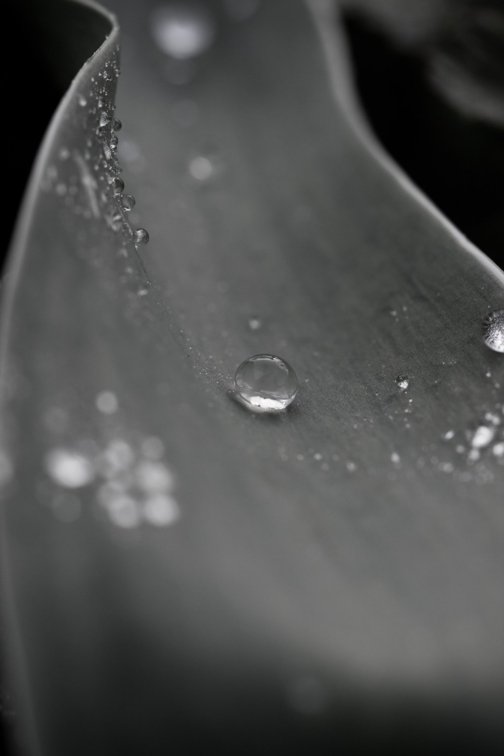 “Moscow” (Plath Poetry&nbsp;Project)