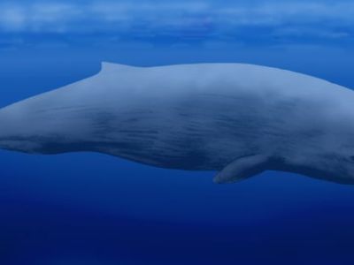 “The Whale” (Frontier&nbsp;Poetry)